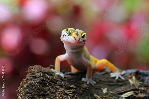 Beautiful gecko lizard