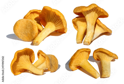 Set of chanterelle mushrooms, isolated on white background