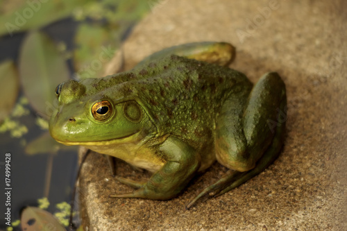 American Bullfrog