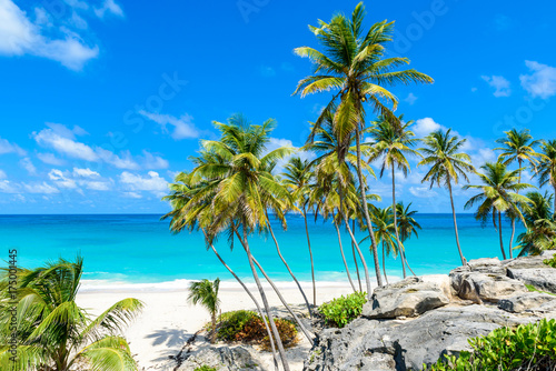 Bottom Bay, Barbados - Paradise beach on the Caribbean island of Barbados. Tropical coast with palms hanging over turquoise sea. Panoramic photo of beautiful landscape.