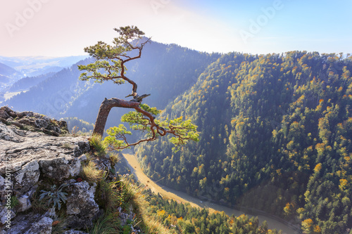 Lonely relict pine tree on top of Sokolica in Pieniny National Park in Poland. Below visible Dunajec River Gorge