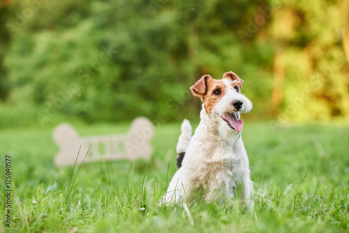 Portrait of a happy fox terrier sitting in the grass at the park wooden bone sign on the background copyspace dogs pets animals lifestyle enjoyment. 