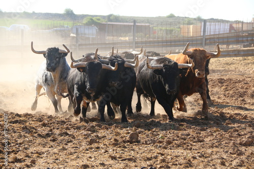 toros campo ganadería brava