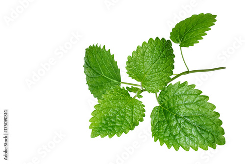 Fresh melissa leaves on white background