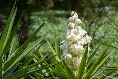 Yucca Gigantea - Flor de Itabo