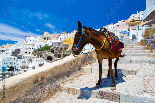 Donkey taxis in Santorini, Greece 