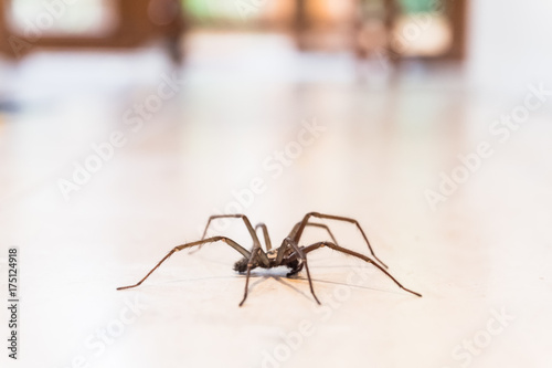 pająk domowy na gładkiej podłodze z płytek, widziany z poziomu gruntu w kuchni w domu mieszkalnym