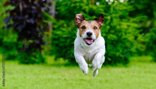 Dog jumping straight forward at camera playing at green lawn