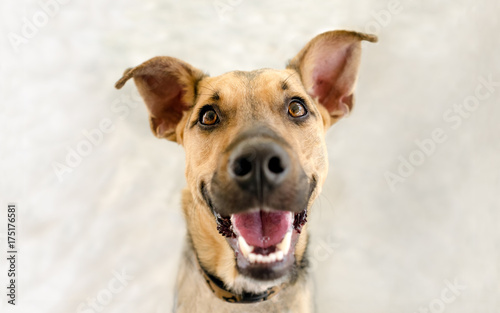 Dog Happy Funny Excited Crazy Eager Animal Laughing