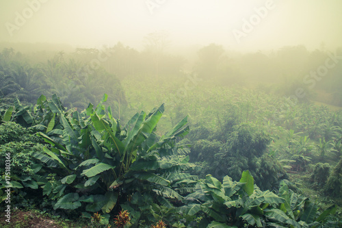 banana trees plantation in morning mist and sunlight