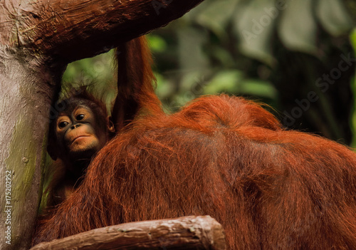 Mały Orangutan