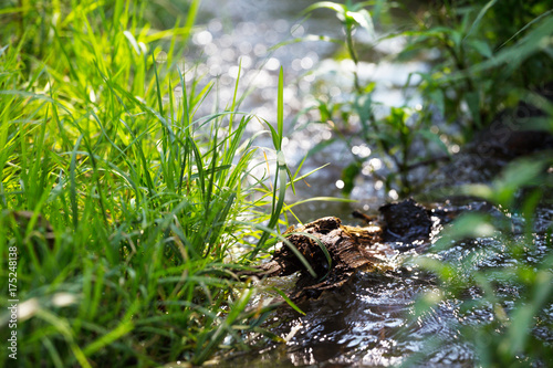 creek in a spring forest