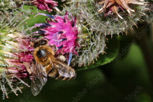 Biene auf einer Klettenblüte, Apis mellifica