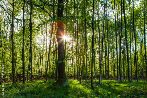 greeen forest in the spring