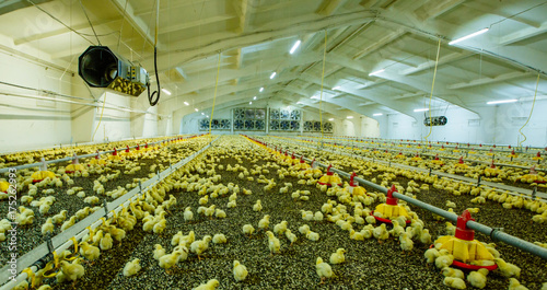 A large modern farm for growing chickens