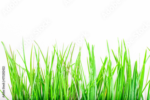 close-up of green grass isolated on white background with copy space. macro spring and summer border template floral.