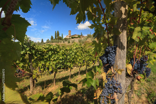 Grapes in Tuscan vineyard landscape, Italy