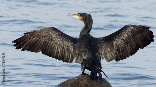 Cormorant - Phalacrocorax carbo