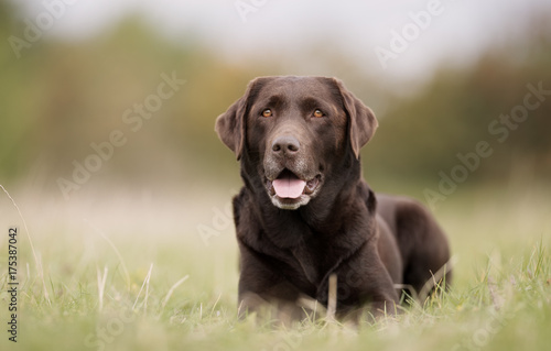 Brown labrador retriever dog