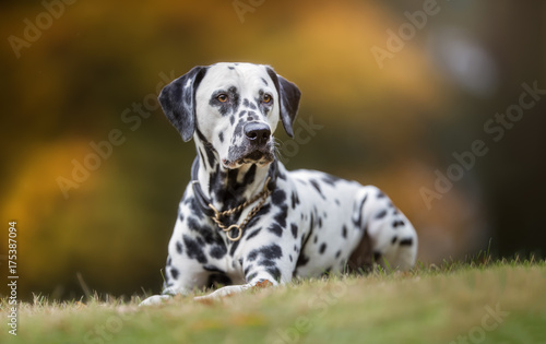 Dalmatian dog in autumn