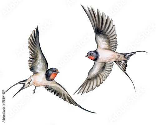 Swallow. Birds in flight isolated on white background. Watercolor. Illustration. Template.