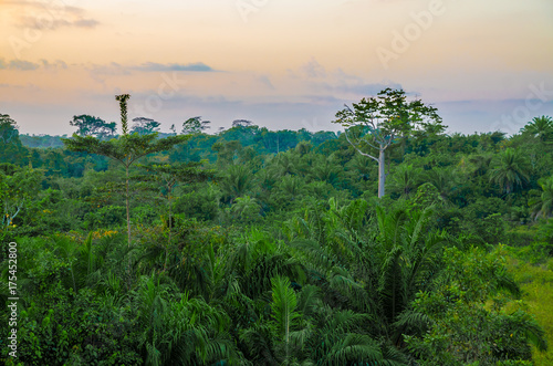 Beautiful lush green West African rain forest during amazing sunset, Liberia, West Africa