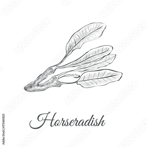 Horseradish sketch vector illustration. Horseradish hand drawing Armoracia