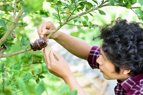 Asian young farmer grafting on lime tree branch,induced root,agricultural technique