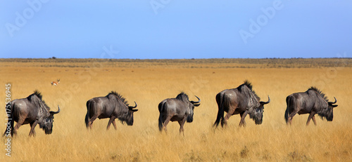 Herd of wildebeest walking across the vast empty dry plains in Etosha, with a clear blue sky and yellow dried grass