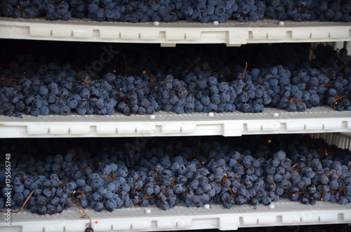 Appassimento di uve di nebbiolo a Gattinara