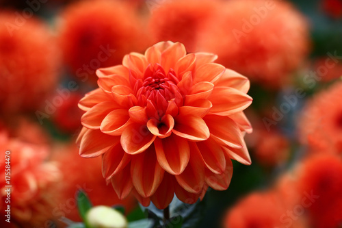 Red a dahlia./Red flower dahlia on background red flowers dahlias.