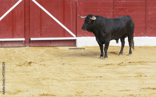 Toro bravo español en la arena de una plaza de toros