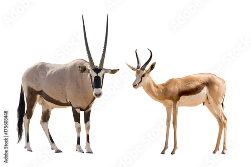 Set of oryx and springbok portraits, isolated on white background