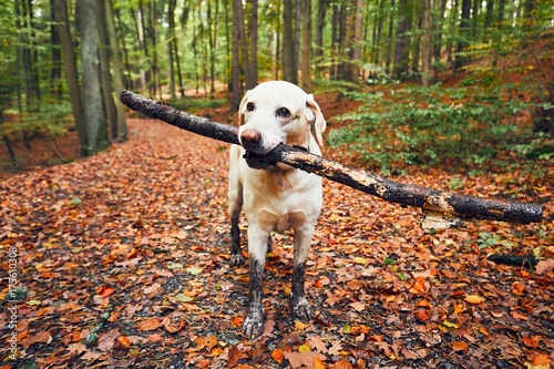 Muddy dog in autumn nature