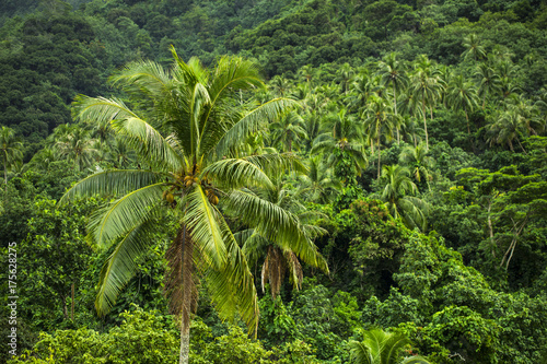 forêt tropicale en polynésie