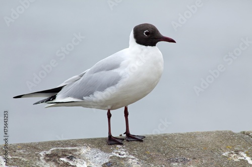 Black-headed Gull (Larus ridibundus), Kiel, Schleswig-Holstein, Germany, Europe