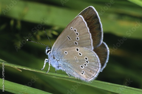 Mazarine Blue (Cyaniris semiargus), female