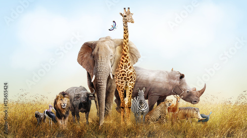 Safari Animals in Africa Composite