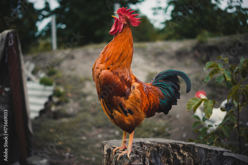 The red rooster sings on the stump. concept: it's time to weake up wake up.