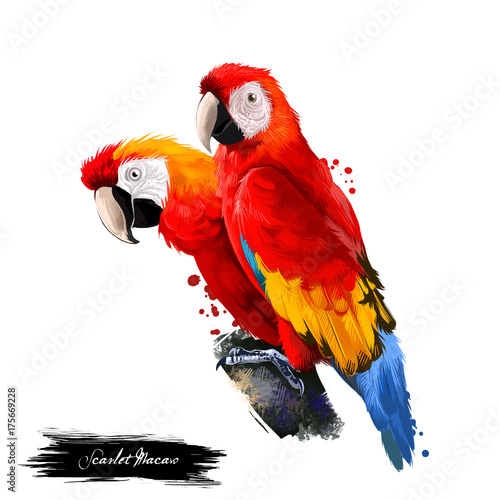 Scarlet Macaw digital art illustration isolated on white. Large red, yellow, and blue South American parrot member group of Neotropical parrots called macaws. Pair of parrots sitting on branch