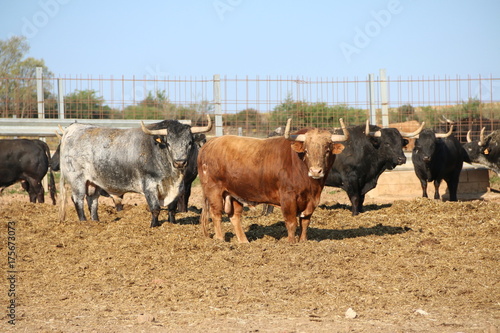 toros bravos ganado de lidia astados toro peligroso dangerous bull