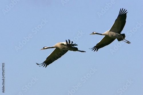 Couple of flying common cranes (Grus grus) - national park Vorpommersche Boddenlandschaft, Mecklenburg-Western Pomerania, Germany, Europe,, Europe