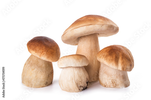 Fresh Mushrooms family