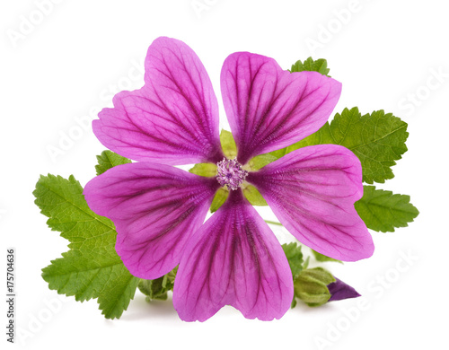 Mallow plant with flower