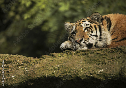 Tygrys Syberyjski na skale