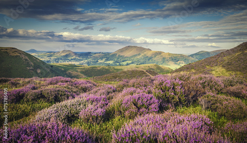 Upland Heathland Landscape at Summer Bloom