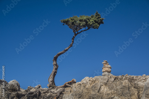 Samotne drzewo na szczycie góry