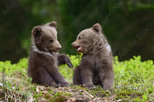 Brown bear cub