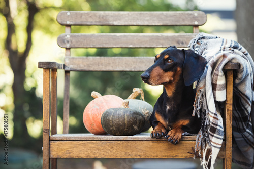 Dachshund, pure bred miniature dog siting on a chair, pumpkins, autumn or fall blanket, selective focus