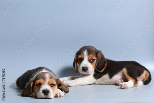 1 month pure breed beagle Puppy on gray screen